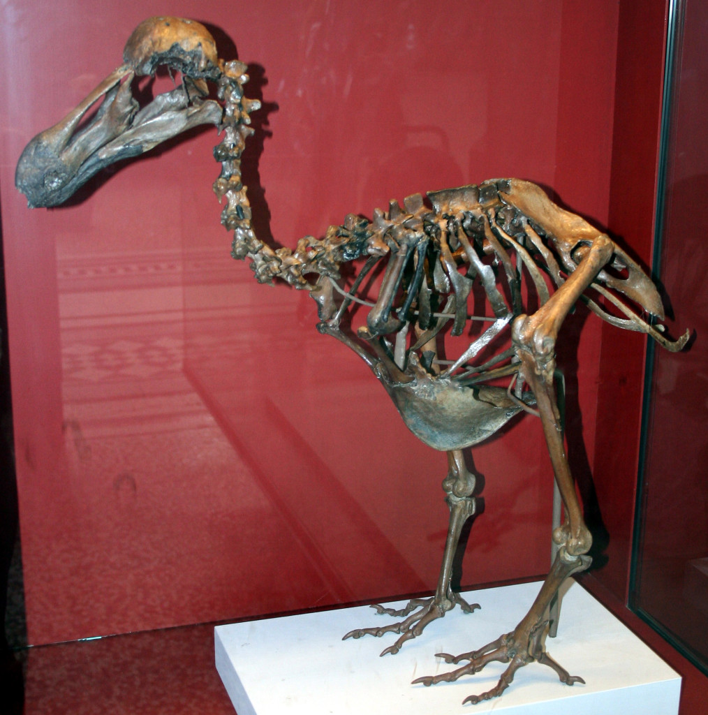 Скелет птицы Додо