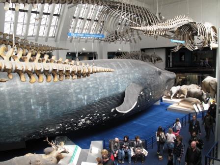 Чучело голубого кита