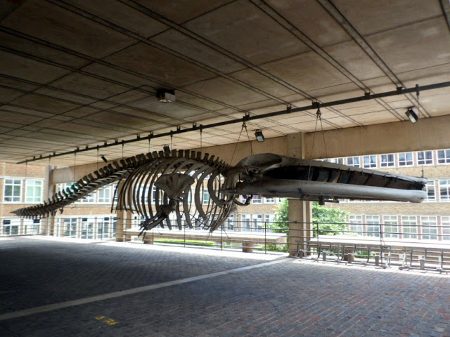 Скелет кита при входе в зоологический музей