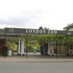 Лондонский зоопарк — уголок природы в центре Лондона